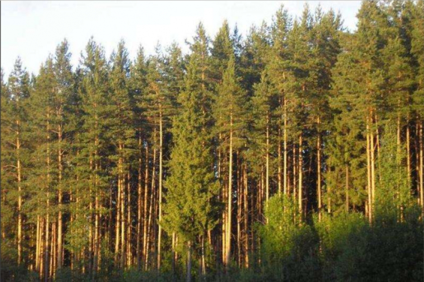 Часть земель лесного фонда хотят отдать под строительство дороги в ЗКО