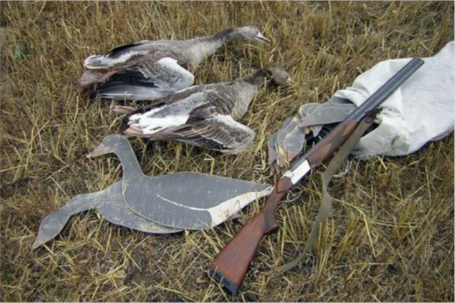Охота в приморском крае на утку. Охота на утку в Приморском крае. Весенняя охота на селезня гуся.