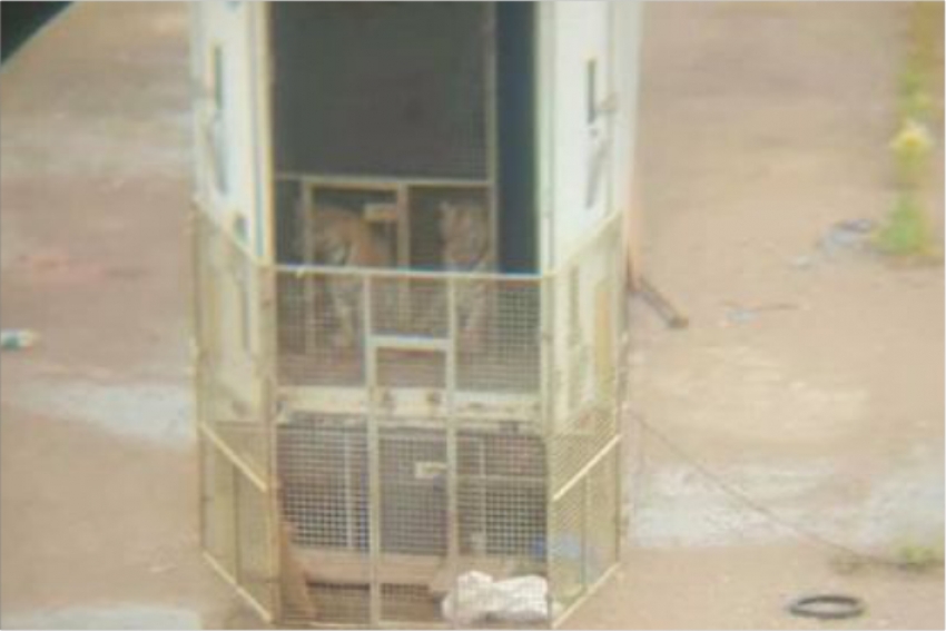 Фуру с тиграми бросили на стоянке в Нур-Султане: в министерстве экологии прокомментировали ситуацию
