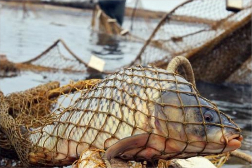 150 кг рыбы изъяли у браконьеров в Алматинской области