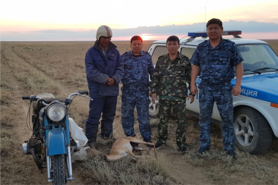 В Актюбинской области задержан мужчина с добытой сайгой. Возбуждено уголовное дело.