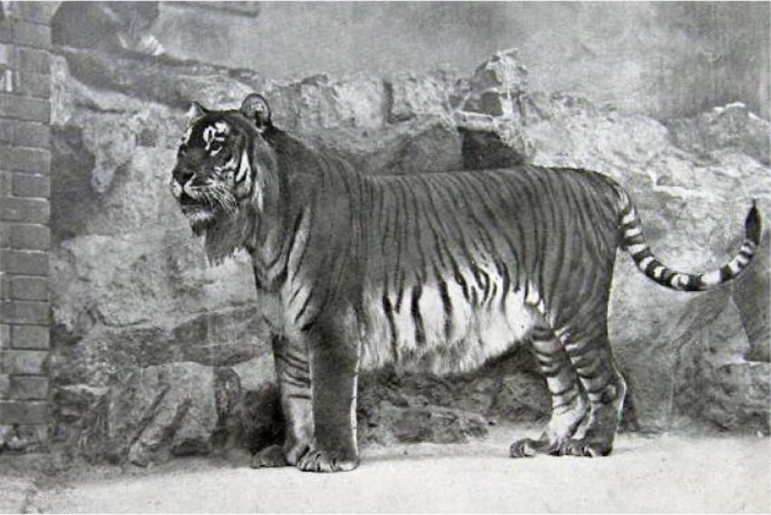 Комитет МСХ РК попросил грант на создание условий для возрождения туранского тигра