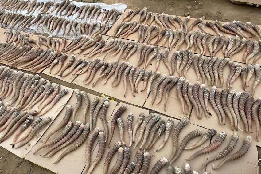 Почти 950 рогов сайги изъято у жителя Актюбинской области
