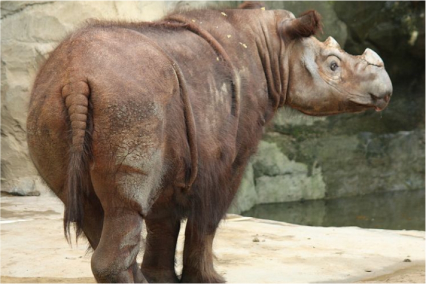 Последний суматранский носорог умер в заповеднике Борнео