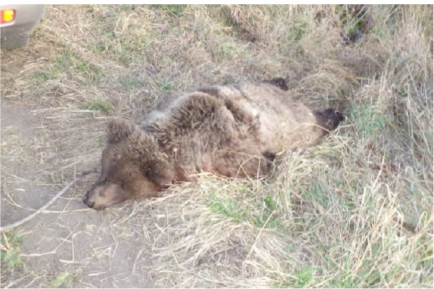 Рев медведя переполошил жителей села в ВКО - животное застрелили