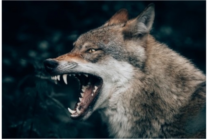 Волки загрызли 80 овец в ВКО: Комментарий чиновников