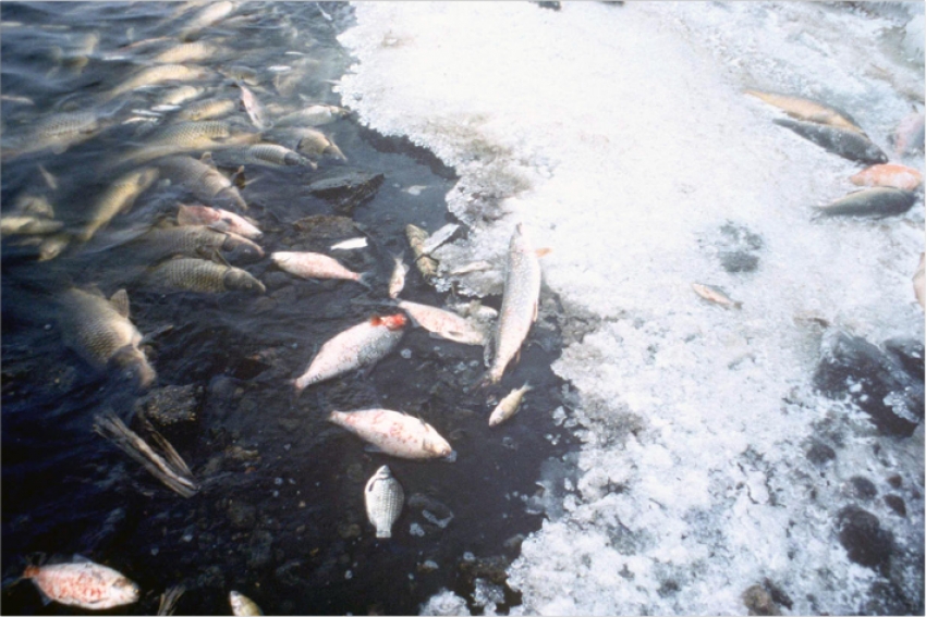Замора рыбы в водоемах Костанайской области опасаются специалисты
