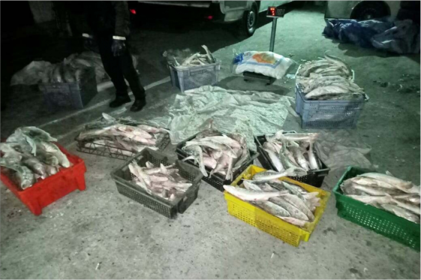 600 кг рыбы изъяли у браконьера в Алматинской области