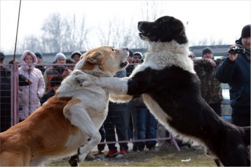 &quot;Варварские развлечения&quot;: собачьими боями возмутились зоозащитники Атырау
