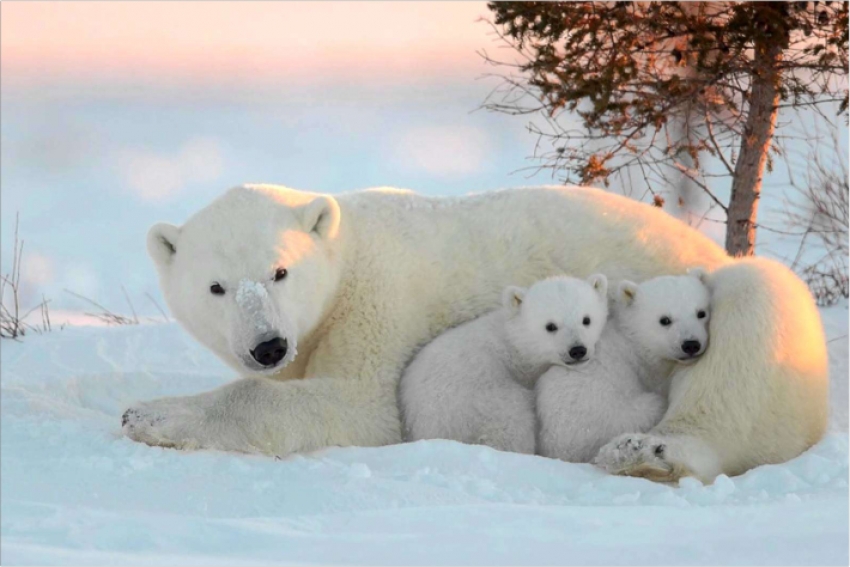 27 февраля отмечается день полярного медведя. Чем глобальное потепление мешает белым медведям