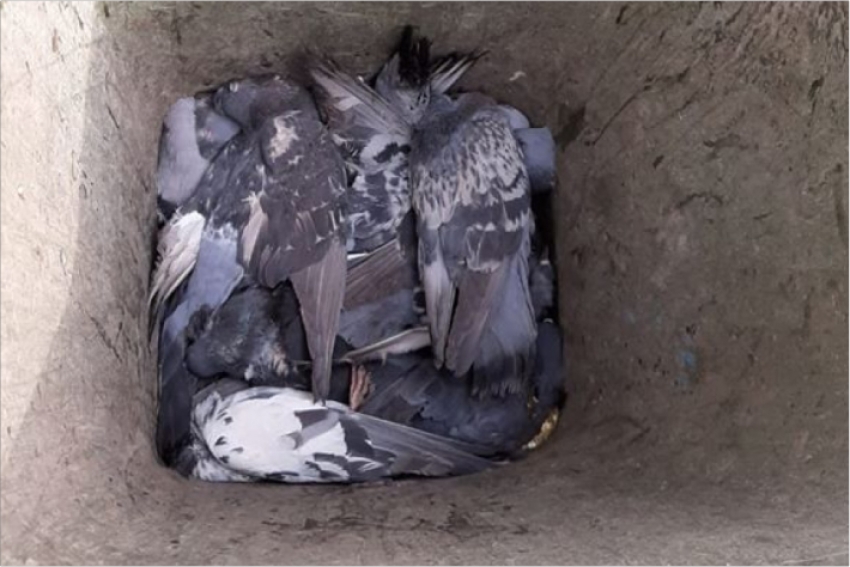 Названа предварительная причина падежа голубей в алматинском парке