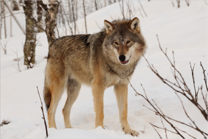 В Северо-Казахстанской области вымерли все волки
