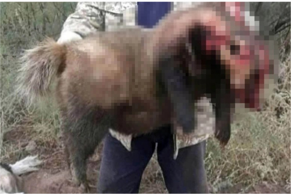 Барсука размером с медведя ради забавы убили в Южном Казахстане