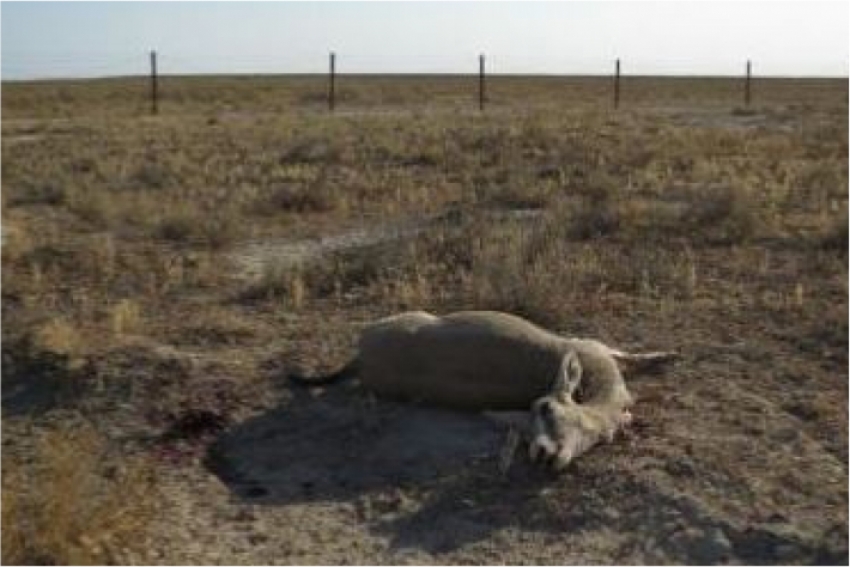 Джейраны гибнут на границе Казахстана с Туркменистаном из-за колючей проволоки