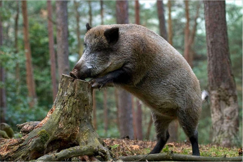 Африканская чума свиней продолжает распространяться в мире