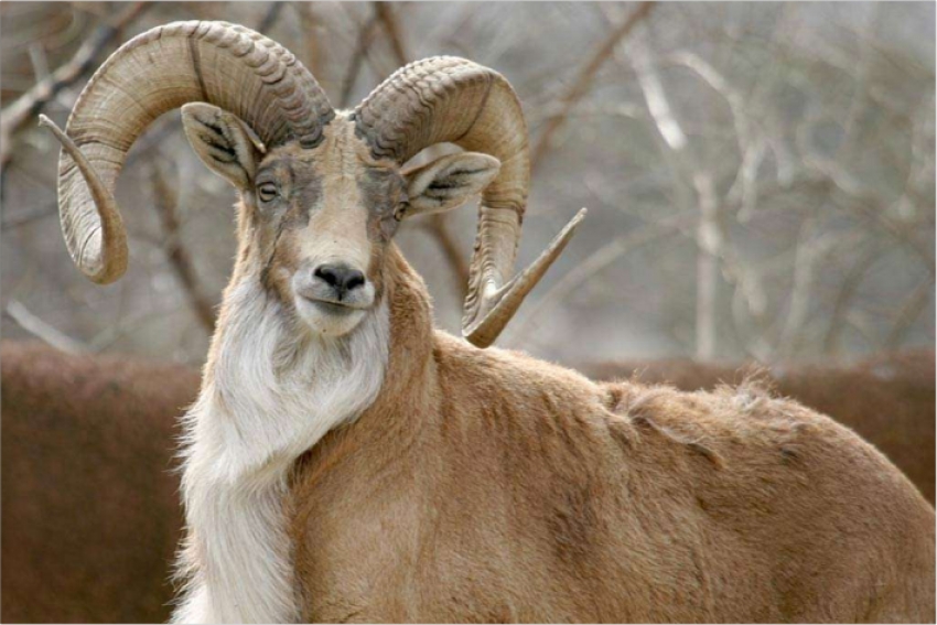 ООН взяла под международную защиту обитающего в Казахстане горного козла – уриала