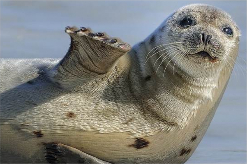 Тюленей высвободили из браконьерских сетей мангистауские инспекторы