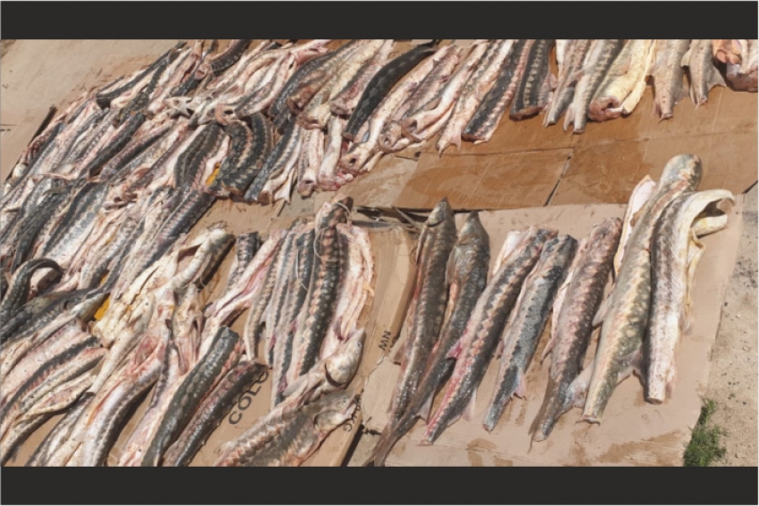 Более 500 килограммов рыбы осетровых пород изъяли у жителя Мангистау