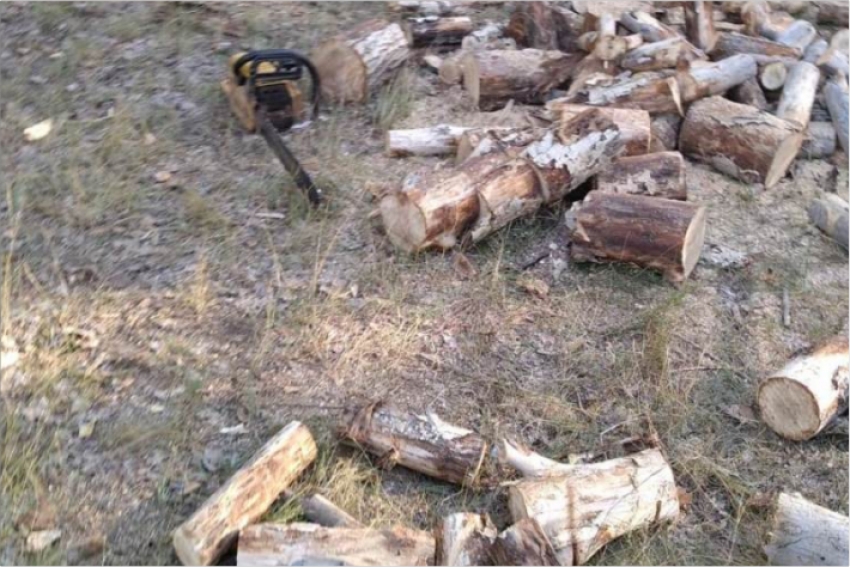 Браконьеры спилили деревья в лесничестве Павлодарской области