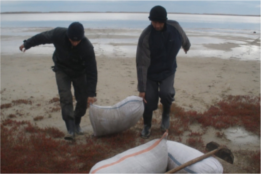 5,5 тонн незаконно добытой артемии салины изъяли в СКО