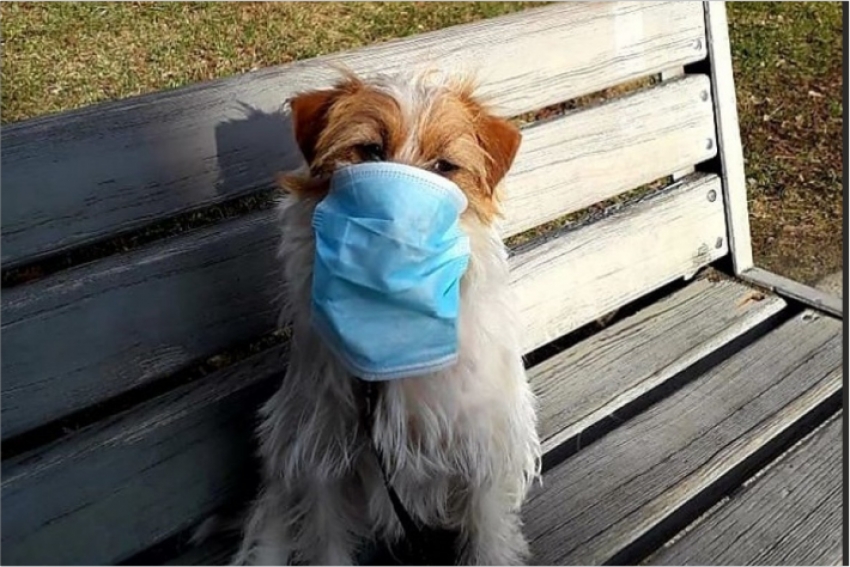 Ученые оценили риски заражения коронавирусом от домашних животных