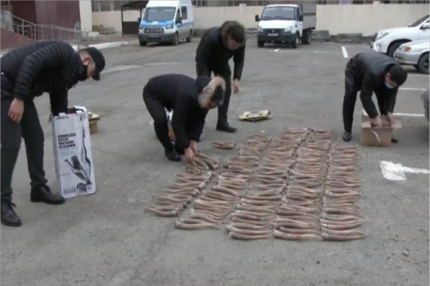 У браконьеров в Атырау изъяли оружие и сотни сайгачьих рогов
