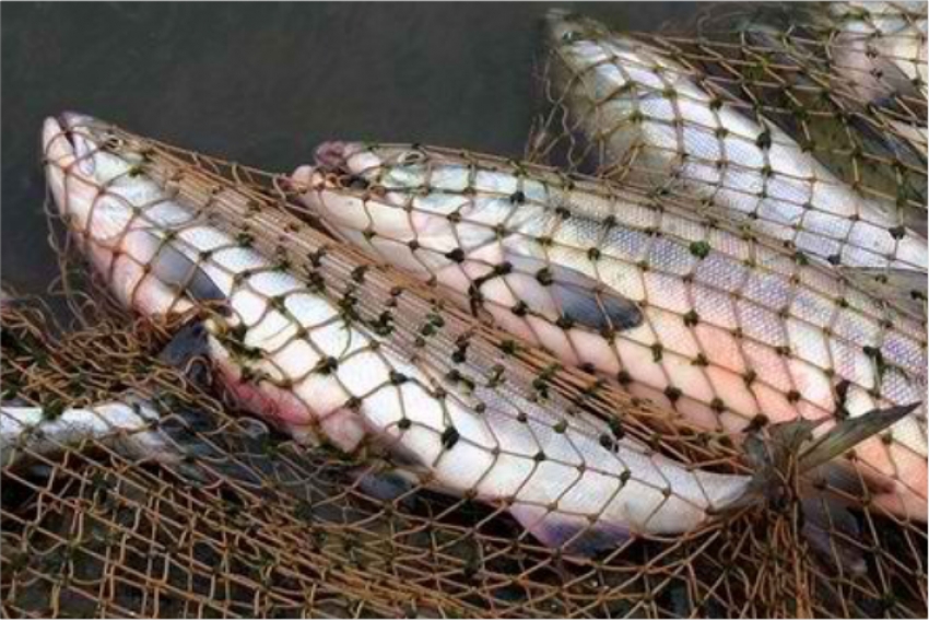 Около 3 тонн незаконно добытой рыбы изъяла полиция Алматинской области