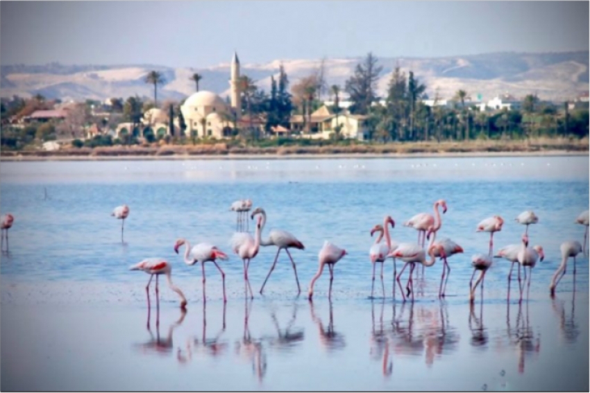 96 фламинго погибли из-за свинцовых пуль на Кипре