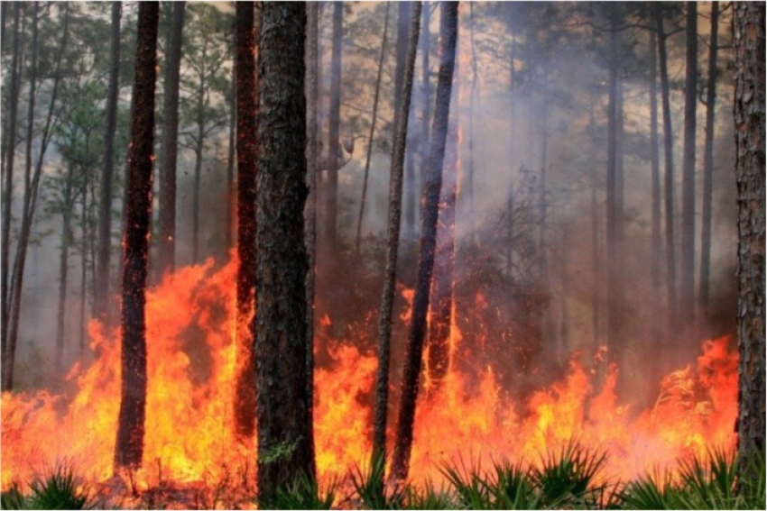 Катон-Карагайский национальный природный парк горит в ВКО