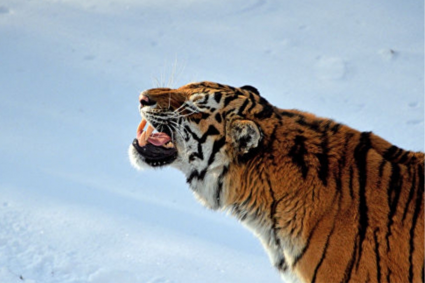 В Хабаровском крае застрелен амурский тигр напавший на дом