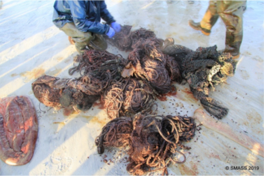 100 кило пластика и рыболовных сетей нашли в желудке погибшего кашалота