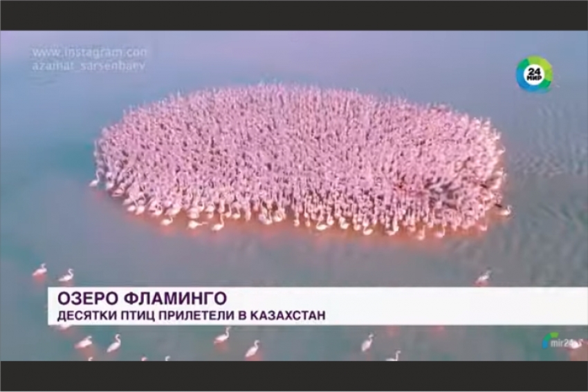 Озеро фламинго: десятки птиц прилетели в Казахстан
