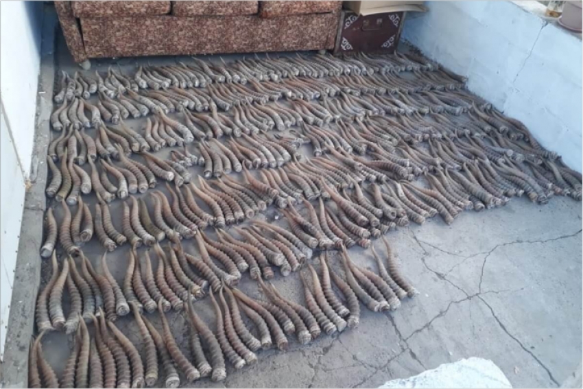 Браконьеров с сайгачьими рогами задержали в ЗКО