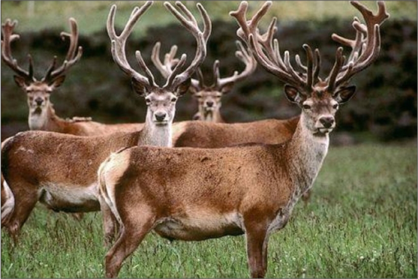 Законная охота не по карману: затраты на ведение охотничьего хозяйства в 6,6 раза превышают доходы от охотохозяйственной деятельности