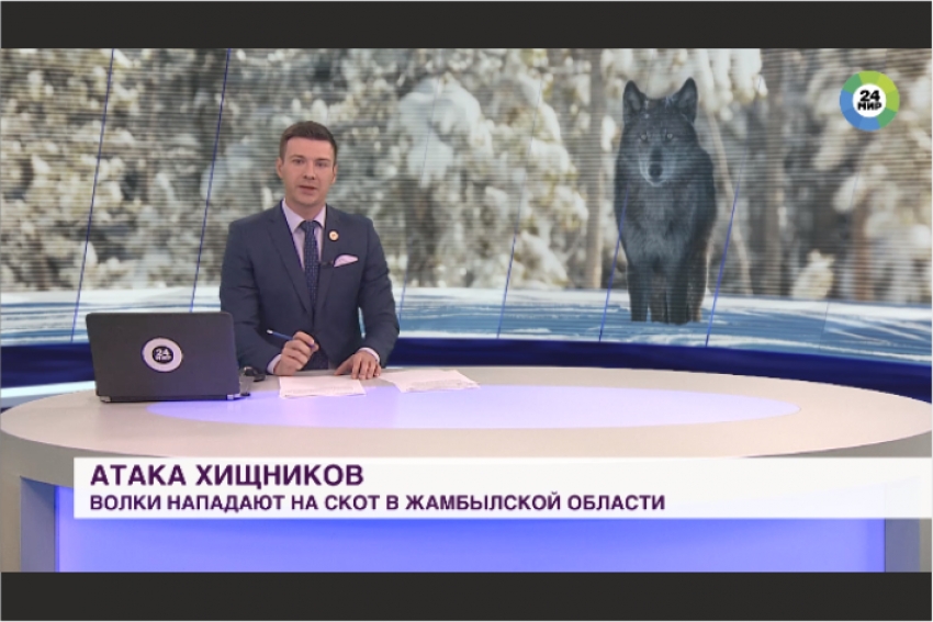 Атака хищников: голодные волки нападают на скот на юге Казахстана