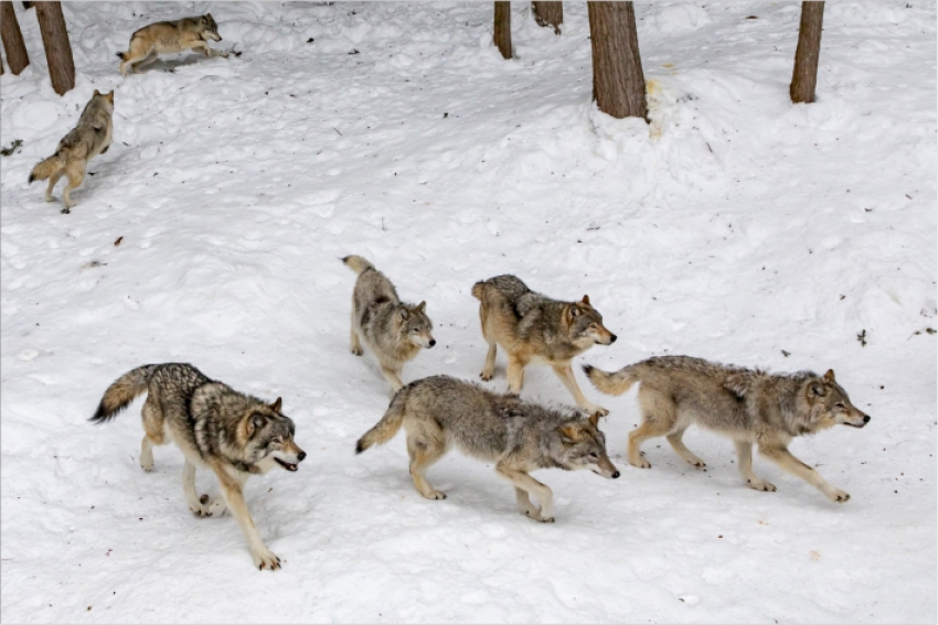О волках-&quot;беспредельщиках&quot; рассказал казахстанский зоолог