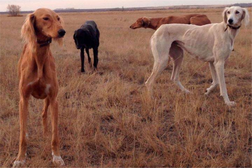 В Казахстане разработали законопроект по вопросам сохранения пород собак тазы и тобет