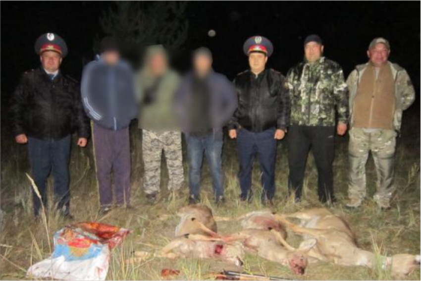 Застреливших трех косуль браконьеров задержали в Басаманском лесхозе в Костанайской области