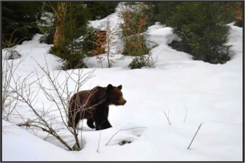 В ВКО осудили браконьера, застрелившего медведя
