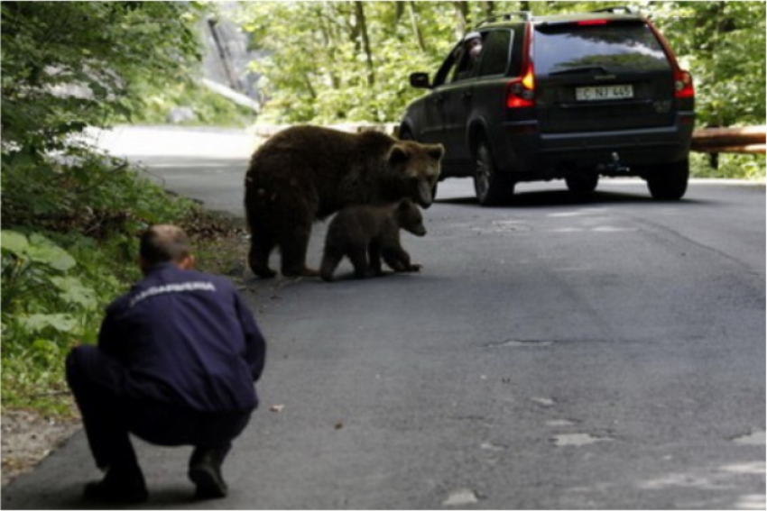 В Румынии увеличилась популяция бурых медведей: звери нападают на людей