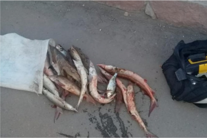Браконьера с 6,6 килограммами стерляди поймали в Павлодаре