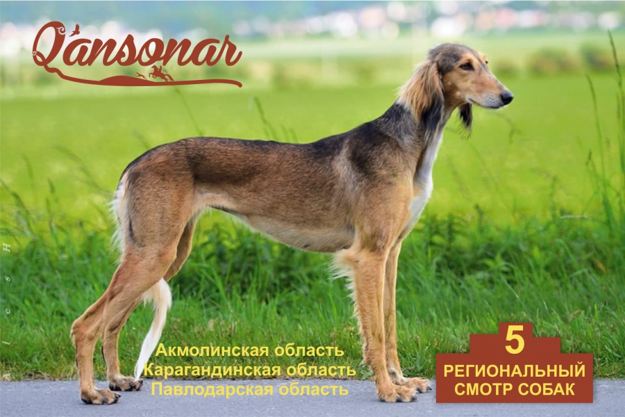 5 региональный смотр собак национальных и охотничьих пород, а также чемпионат по курсингу среди собак борзых пород. Состоится завтра в Карагандинской области