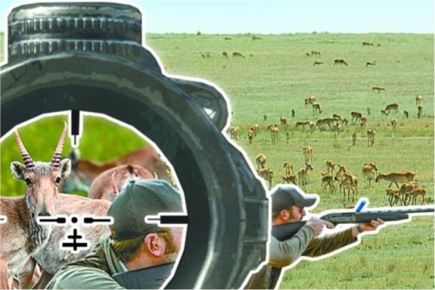Охотников на сайгаков будут ставить на учет в Казахстане