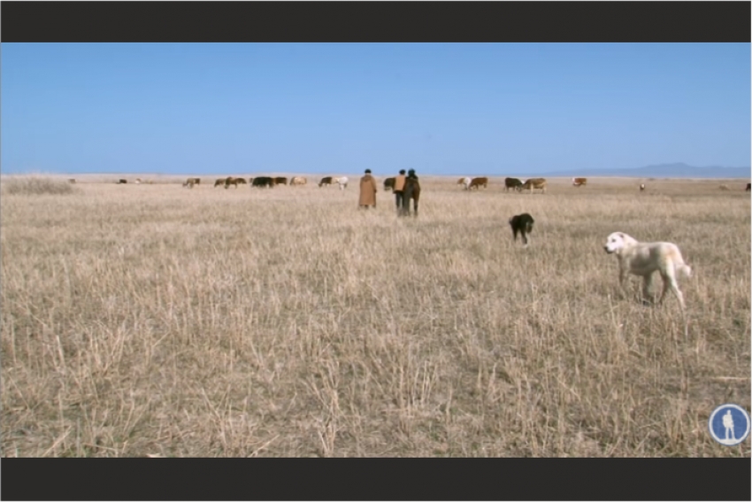 Казахский тобет в естественной среде обитания. Планета собак. Моя планета.