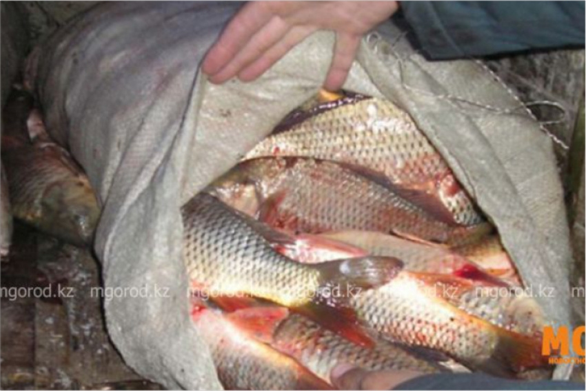 Сколько рыбы можно ловить на водоемах в ЗКО