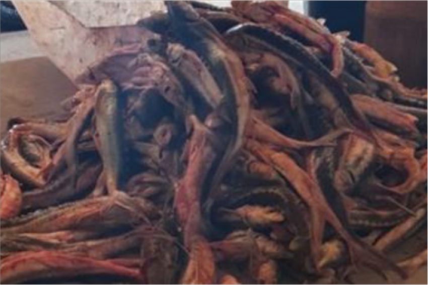 В Мангистауской области у браконьера изъяли полтонны рыбы осетровых пород