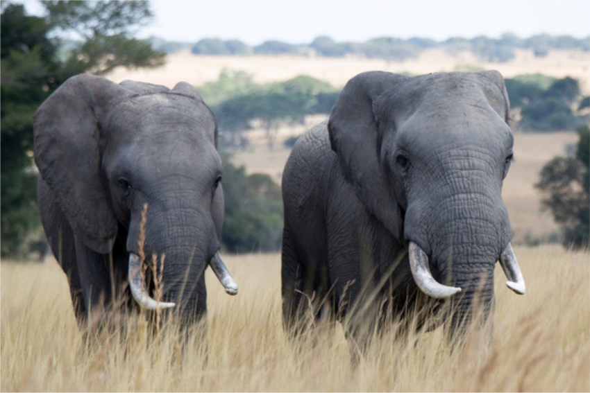 Браконьера в ЮАР затоптал слон, а после съели львы