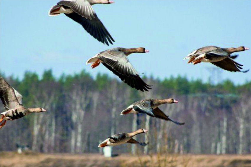 Весенняя охота на гуся в Белоруссии. Видеоотчет