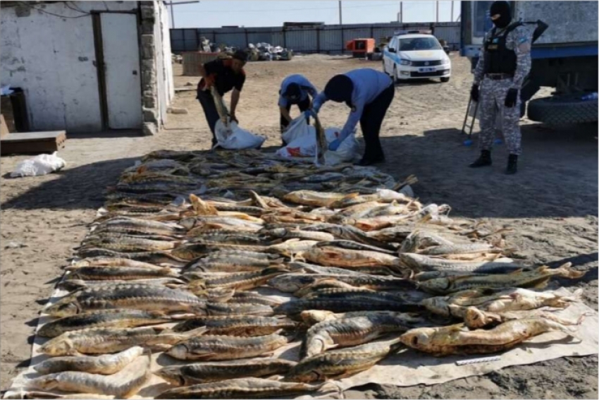 В Атырау задержали браконьеров с 600 кг осетровых
