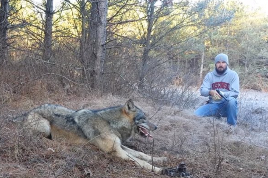 Матерого волка попавшего в капкан отпустил охотник